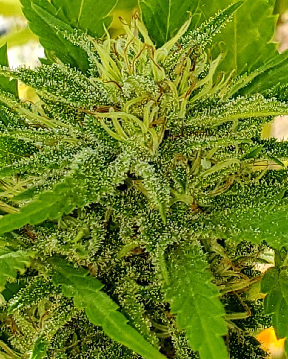Black Raspberry Kush 3 2023