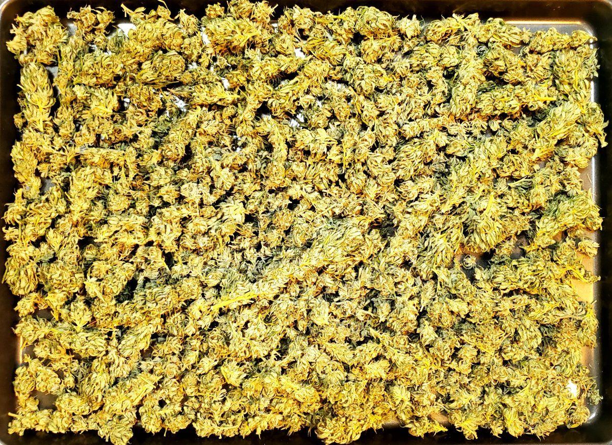 Black Raspberry Kush dried 2023