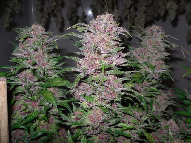 Black rose 4 at 70days