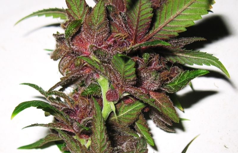 Black rose chop  063
