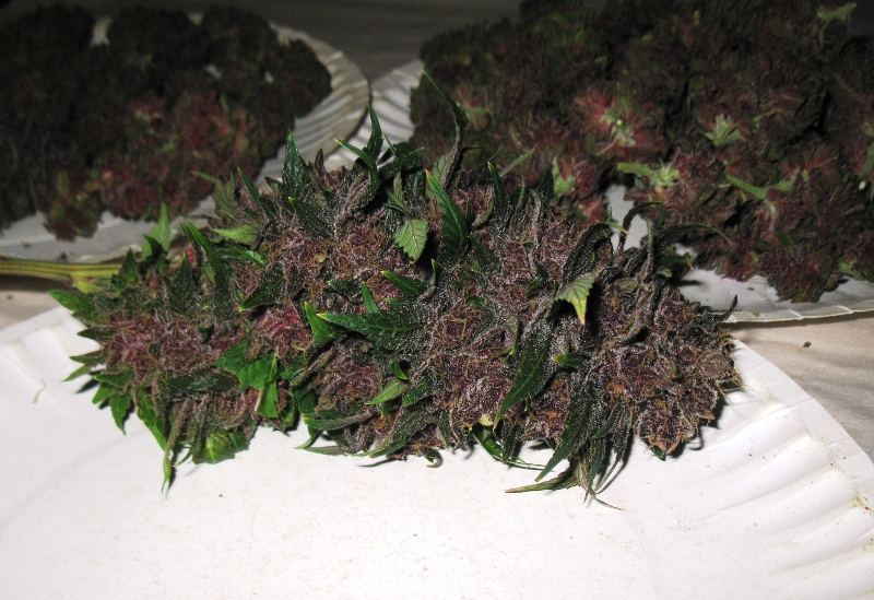 Black rose chop 073