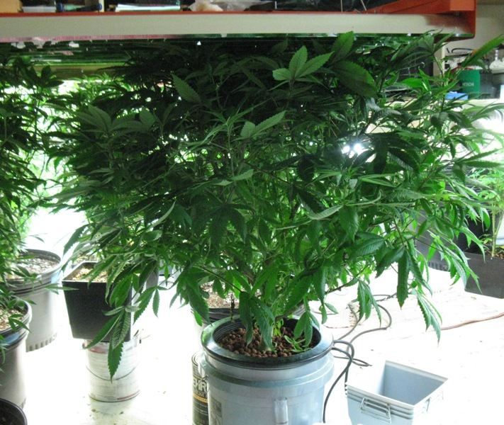Black rose dwc