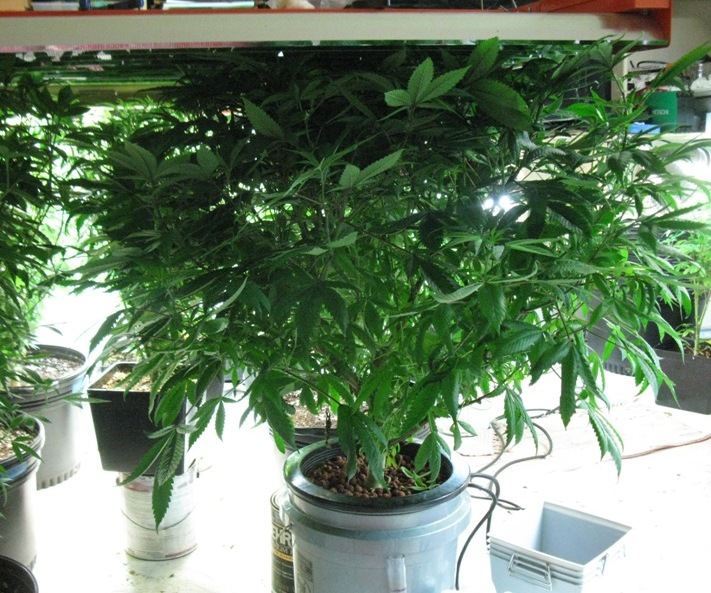 Black rose dwc