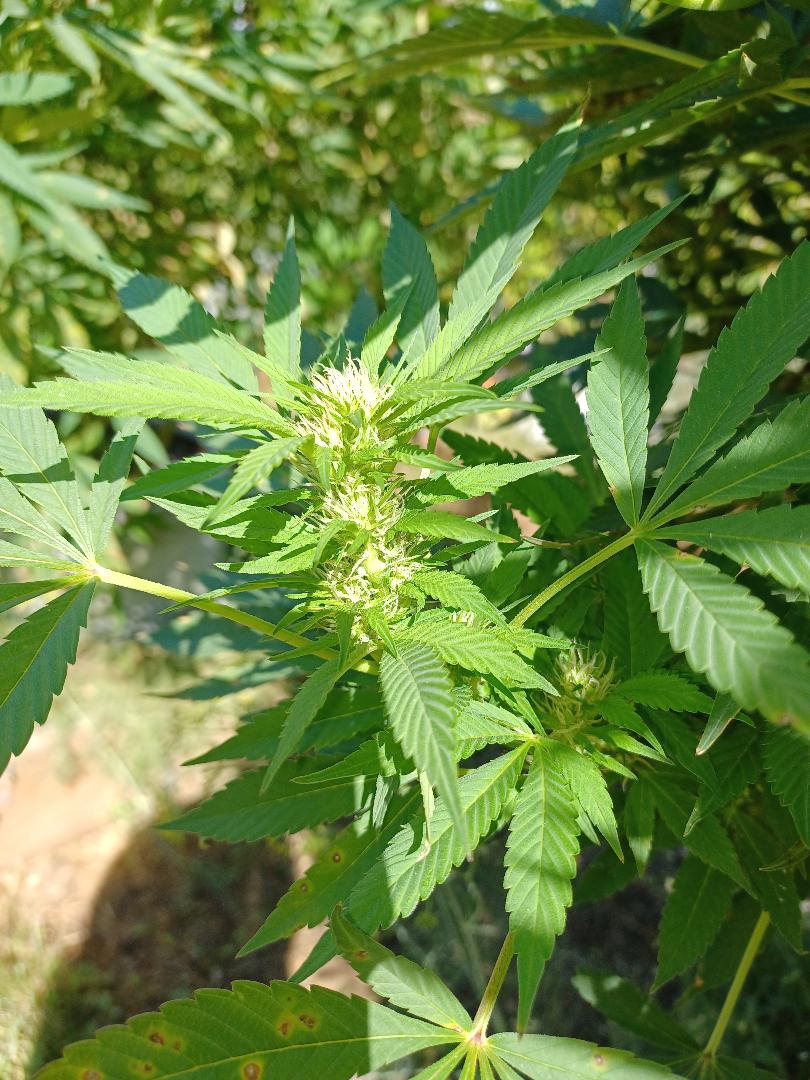 Black Rose Indica 2