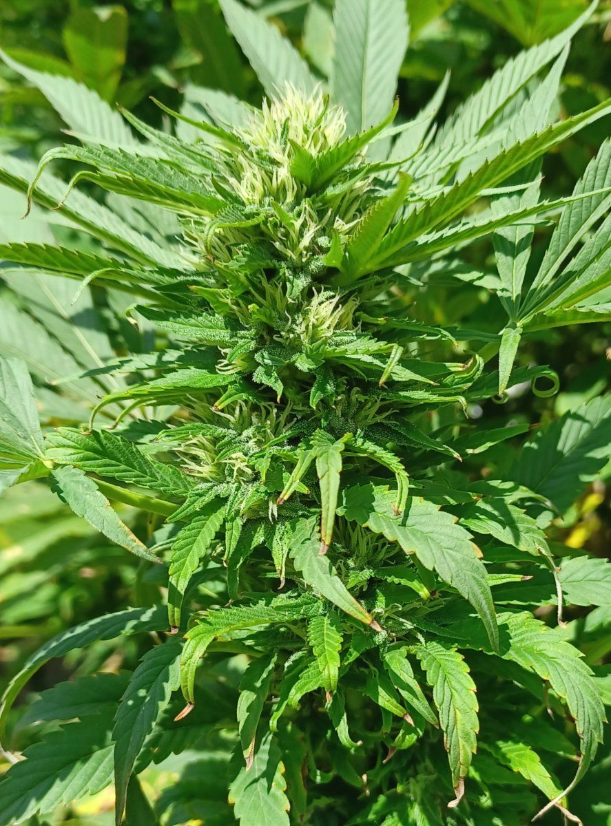 Black Rose Indica 3
