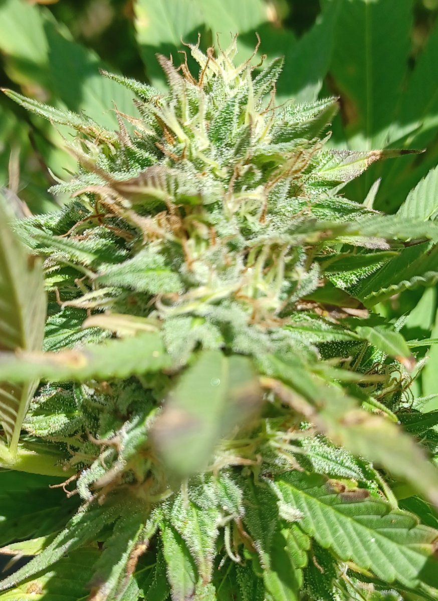 Black Rose Indica