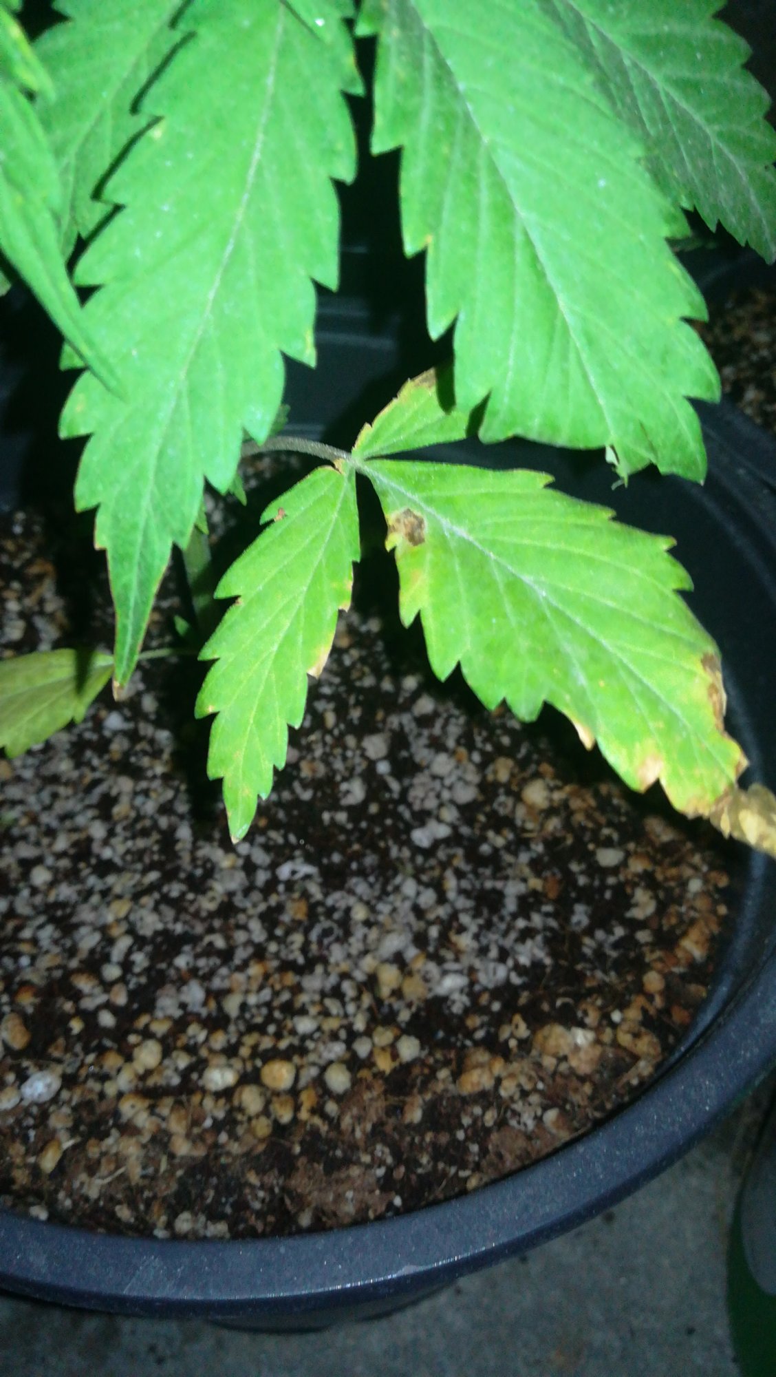 Black spots and yellowbrown spots on leaves 14