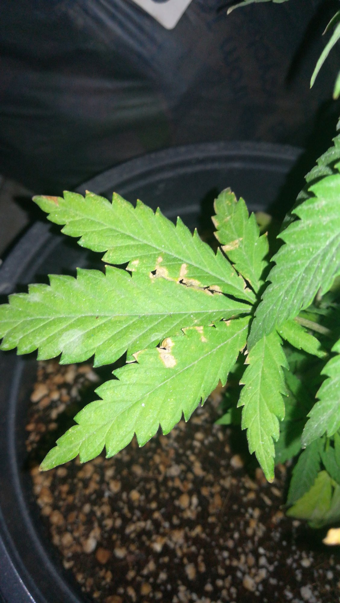 Black spots and yellowbrown spots on leaves 4