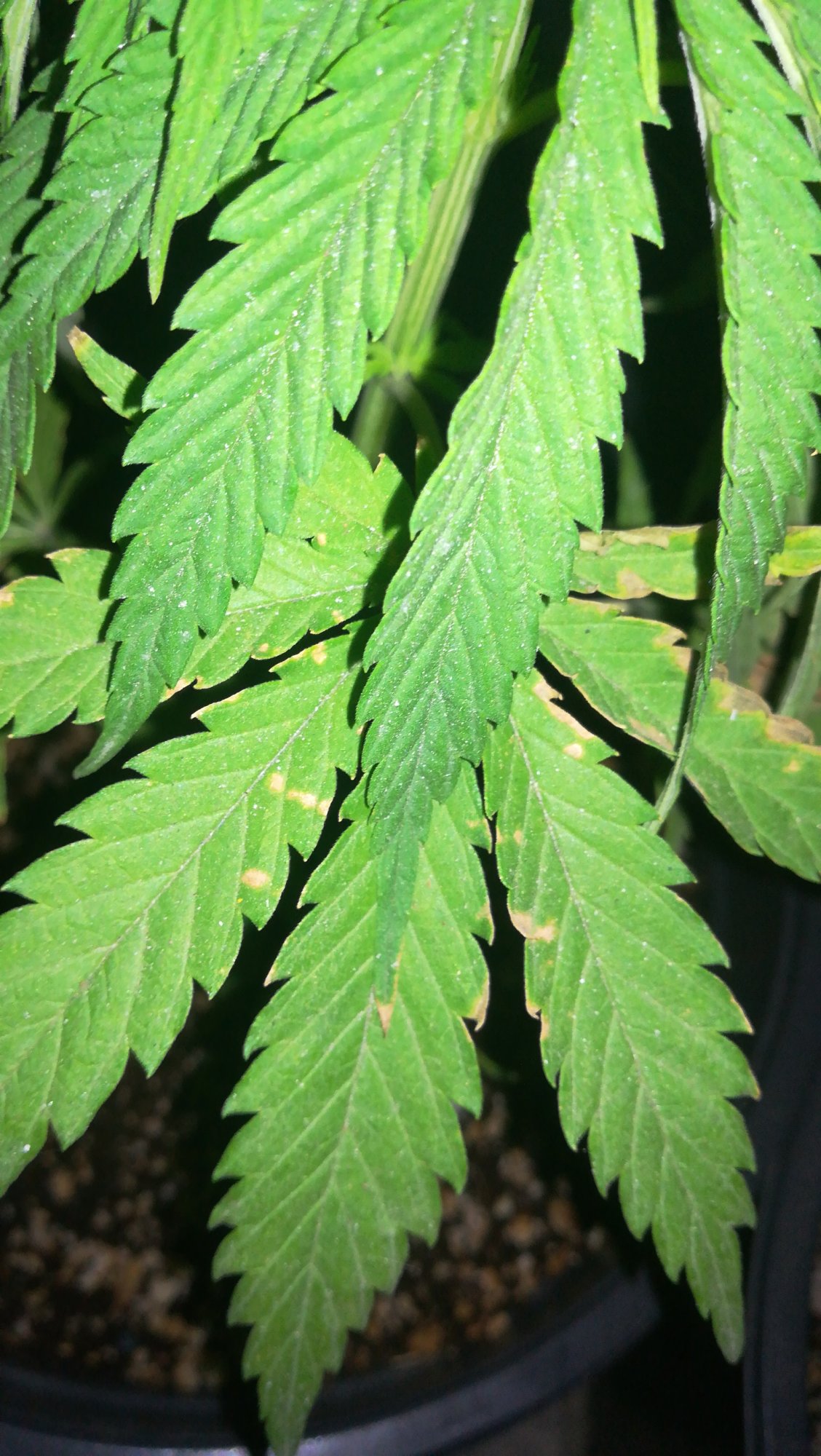 Black spots and yellowbrown spots on leaves