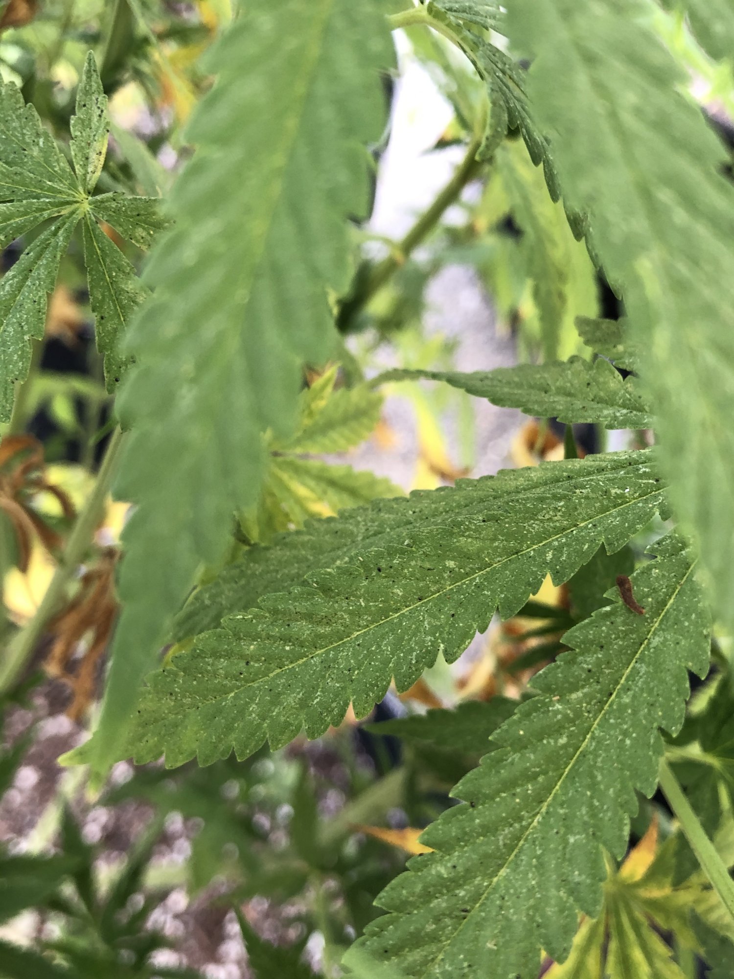 Black spots on leaves and stems please help 11