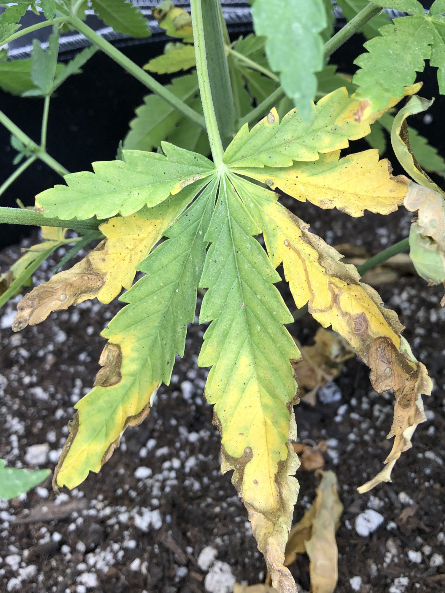 Black spots on leaves and stems please help 3
