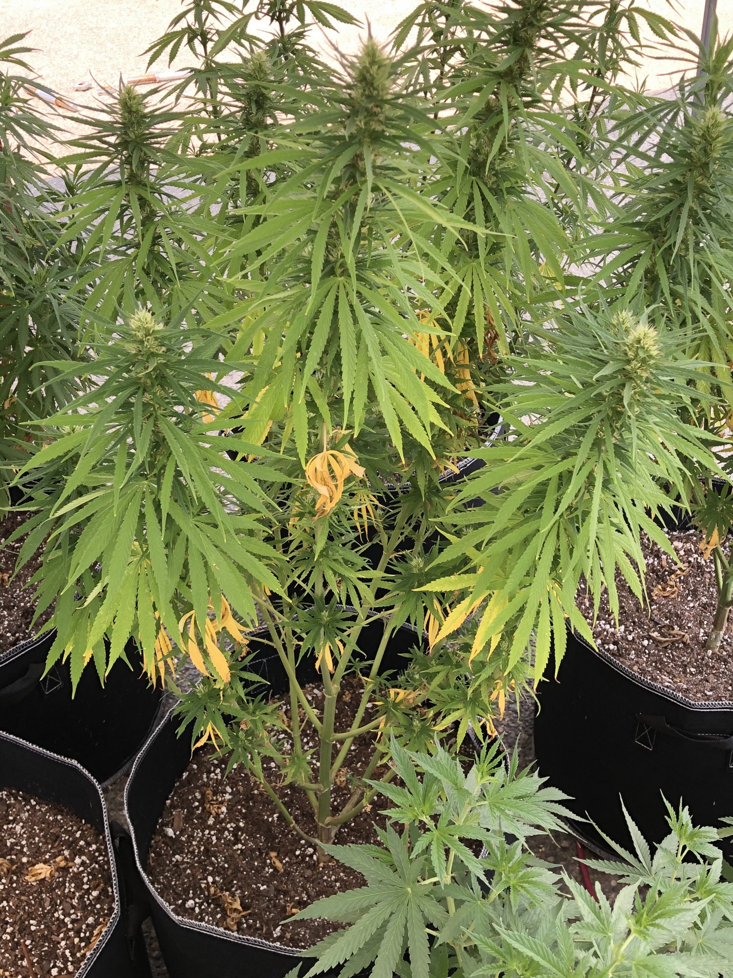 Black spots on leaves and stems please help 6
