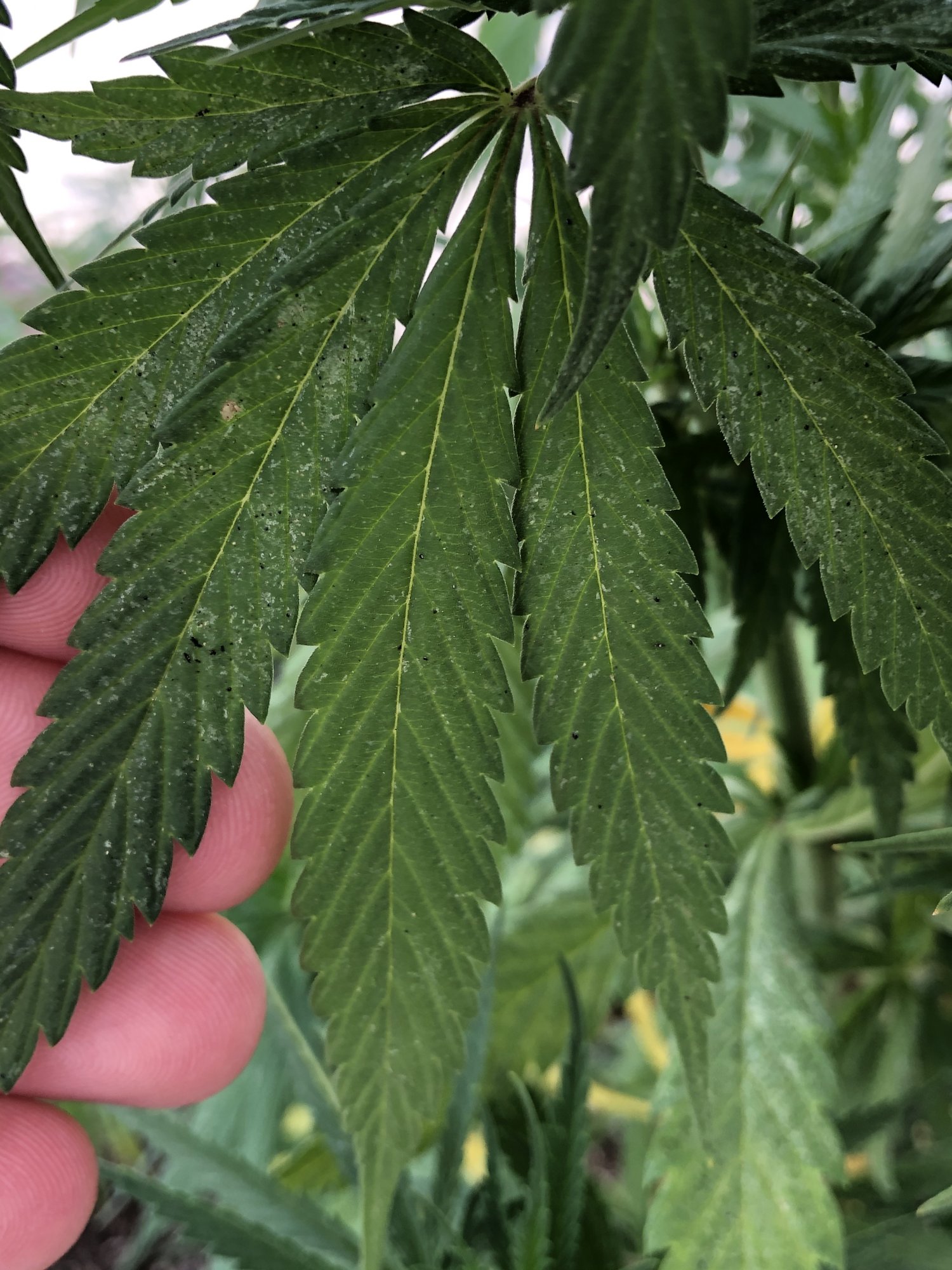 Black spots on leaves and stems please help 8