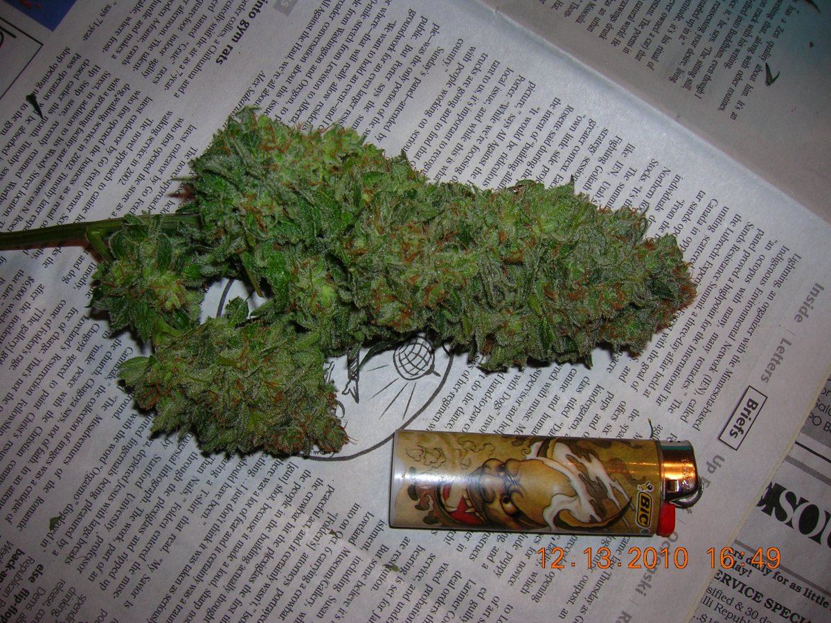 Black Widow Bud
