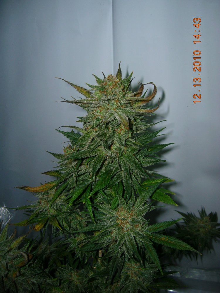 Black Widow Close