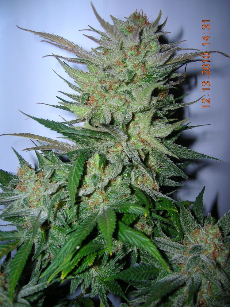 Black Widow Close up