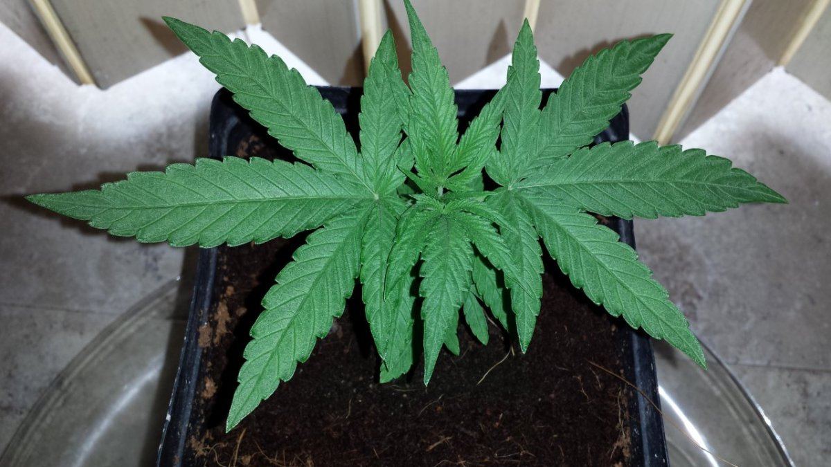 Black widow grow 3