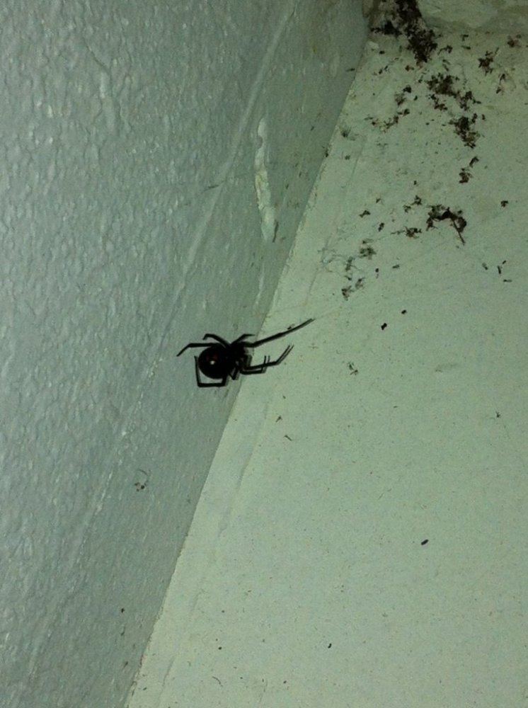 Black widow