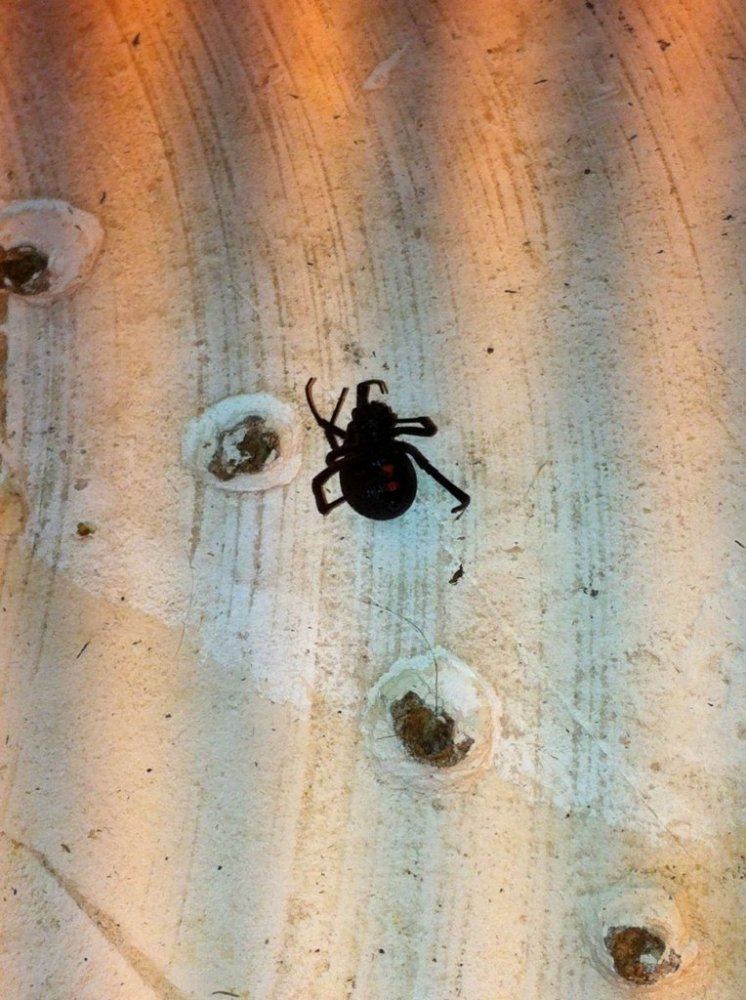 Black Widow2