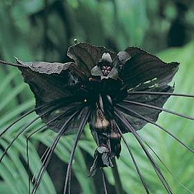 BlackBat