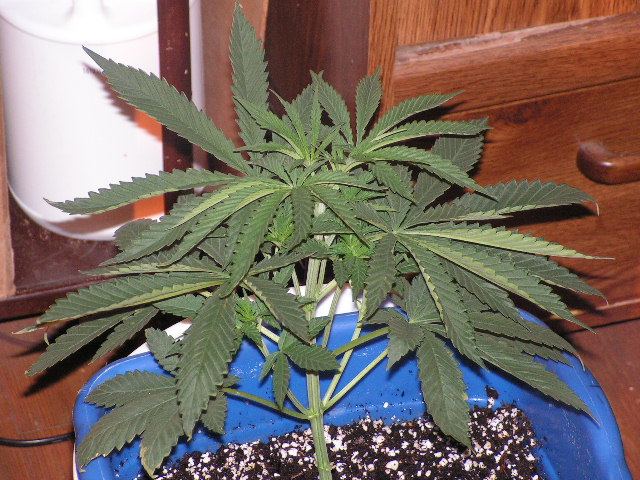 BLACKBERRY 11D VEG
