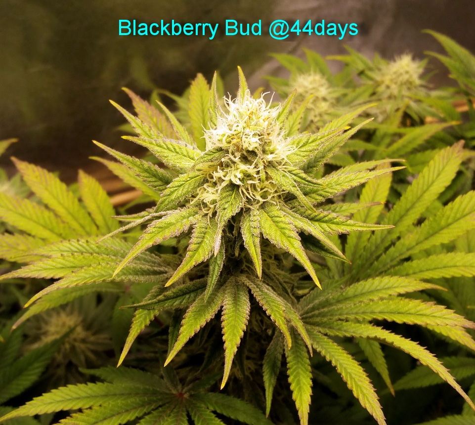 Blackberry Bud 44days