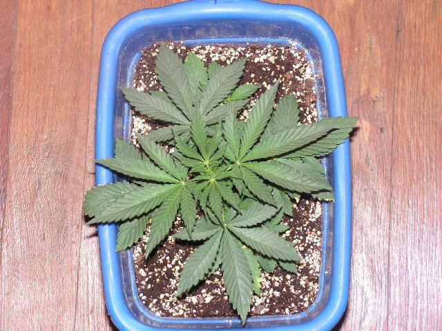 Blackberry d6 veg