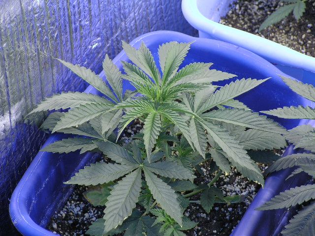 BLACKBERRY D7 VEG
