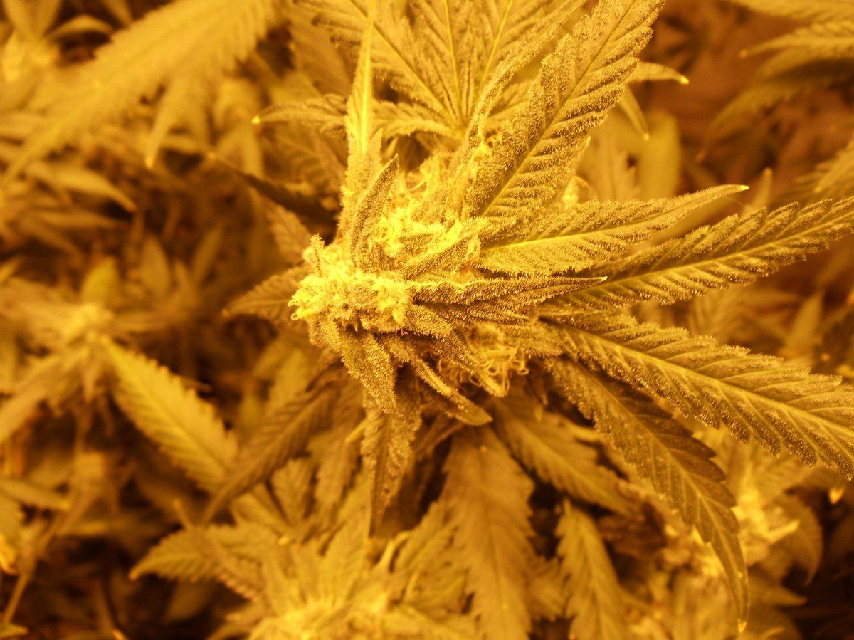 Blackberry day 50