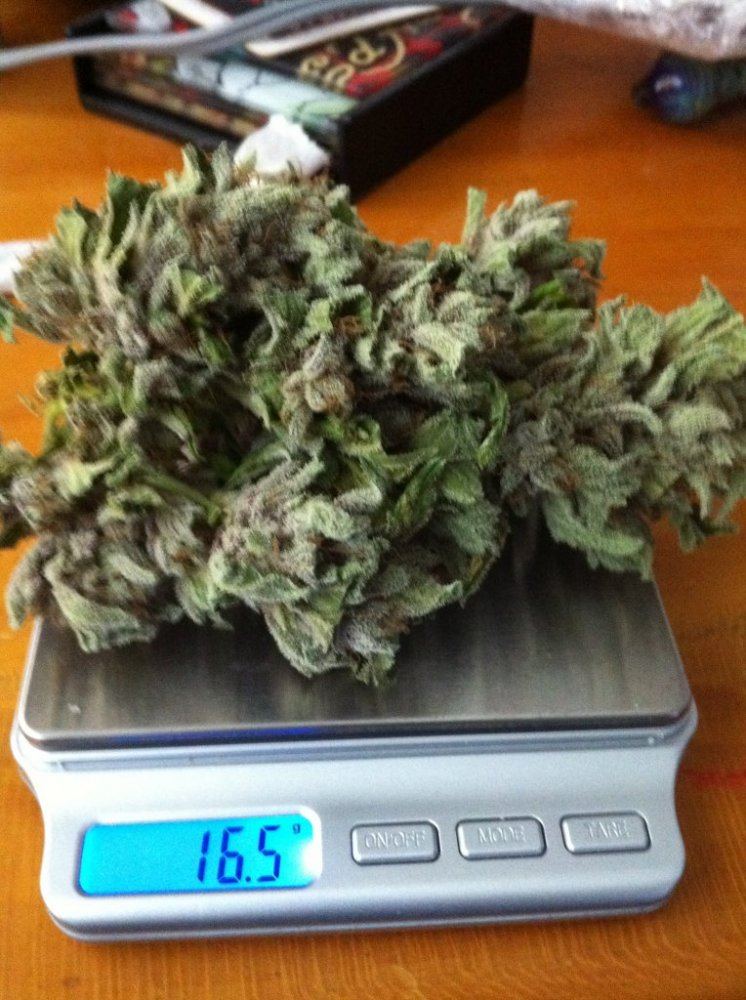 Blackberry