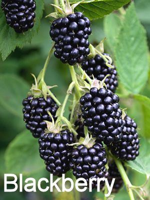 Blackberry