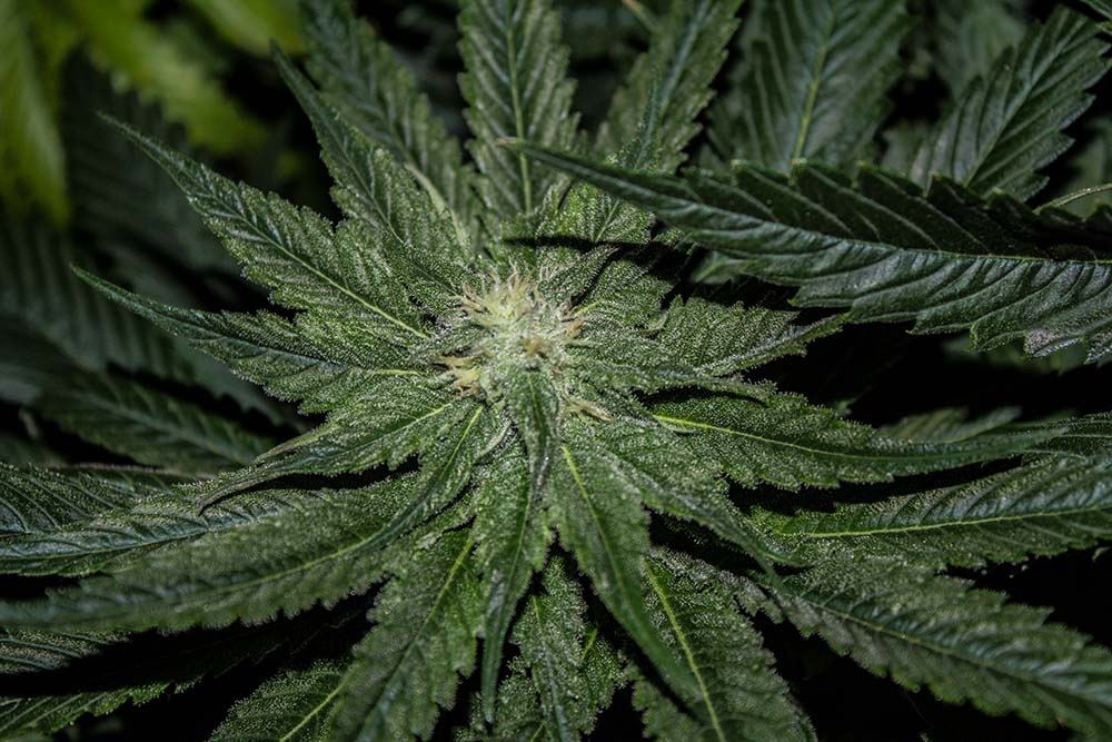 Blackberry Kush hydro 4 weeks 2 private