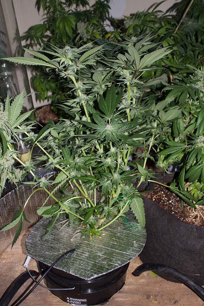 Blackberry Kush hydro 4 weeks private