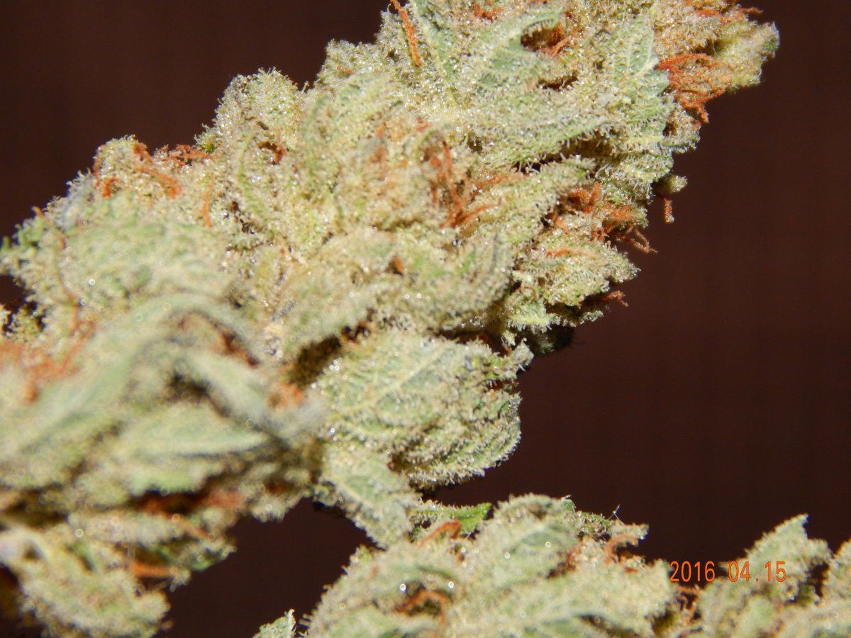 Blackberry nibiru 006