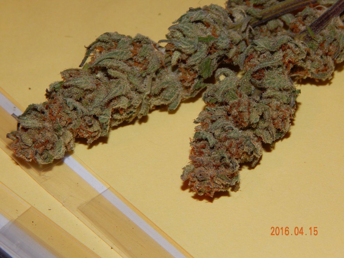 Blackberry nibiru 015