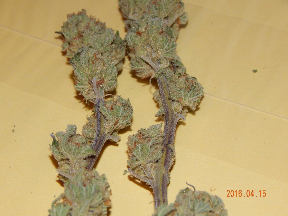 Blackberry nibiru 018