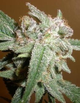 BlackBerry re sized final