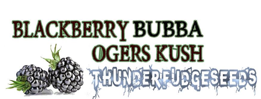 Blackberrybubbaogers
