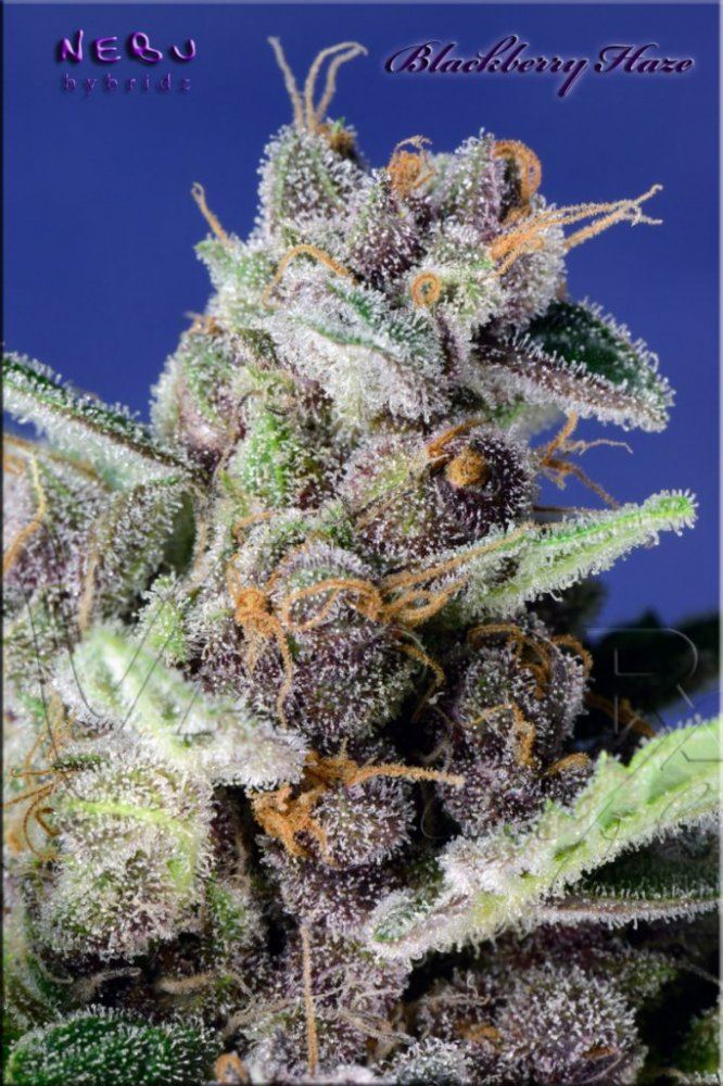 BlackberryHazeBlue 02