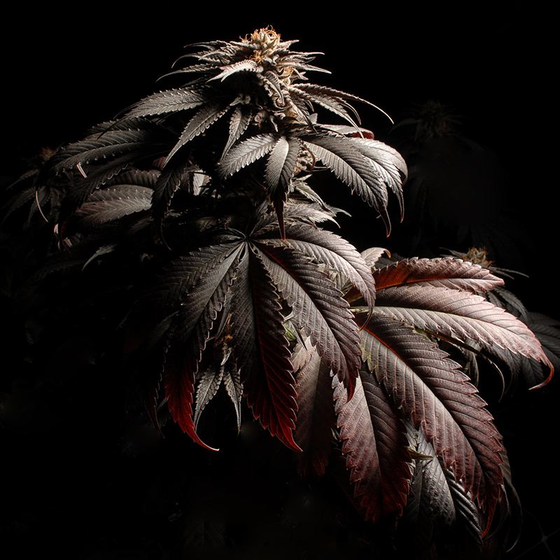 BlackberryKush