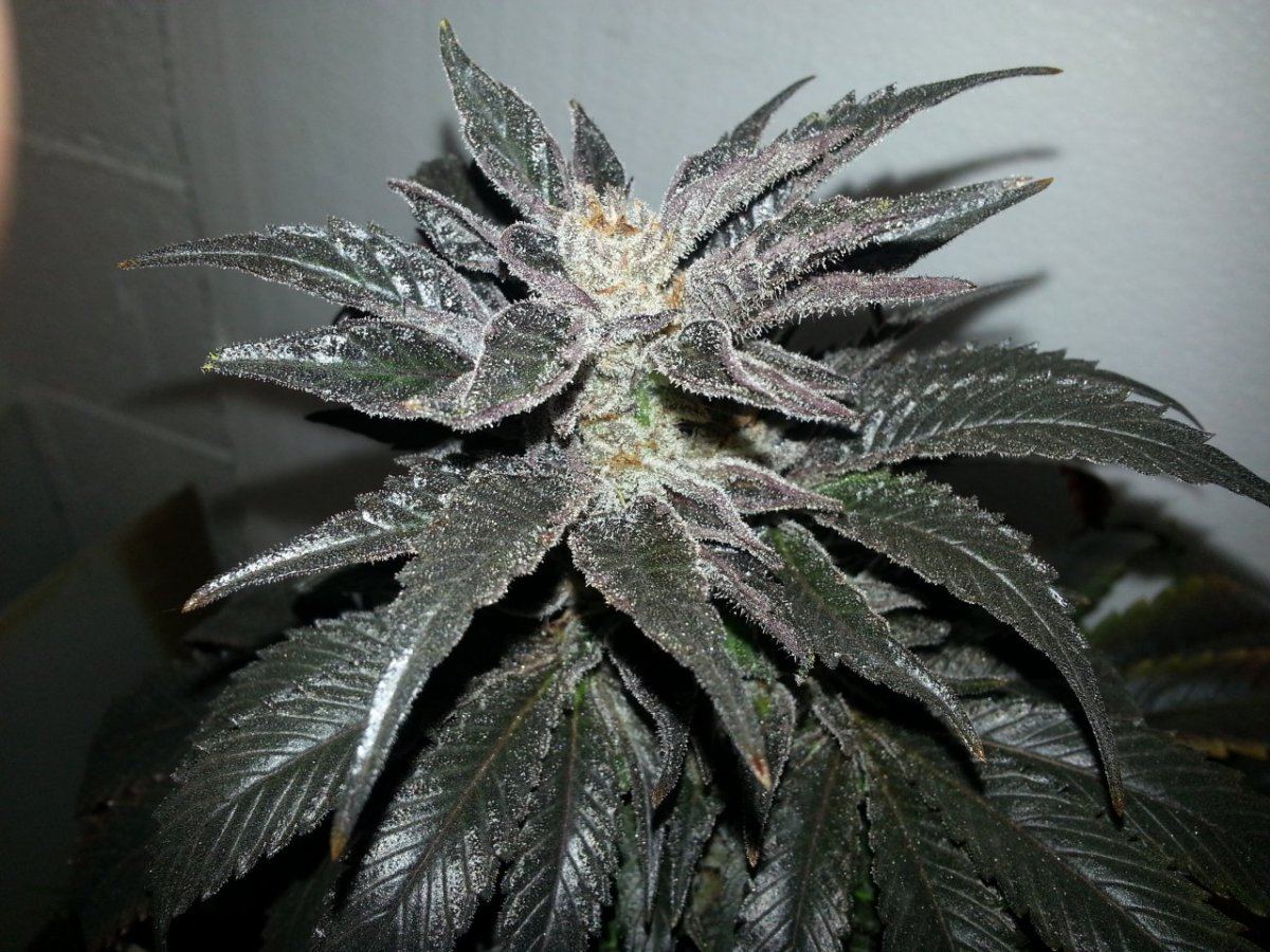 Blackberrykush w tkseed