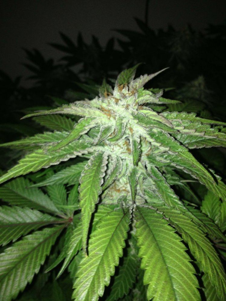 Blackberrykushday38