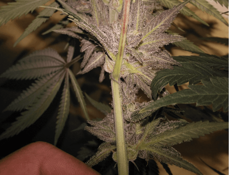 Blackberrypurps