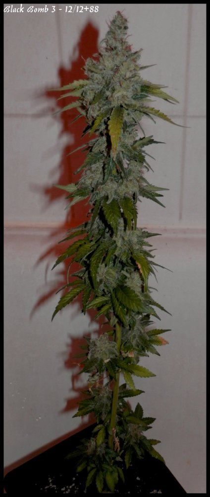 BlackBomb2   88days   1