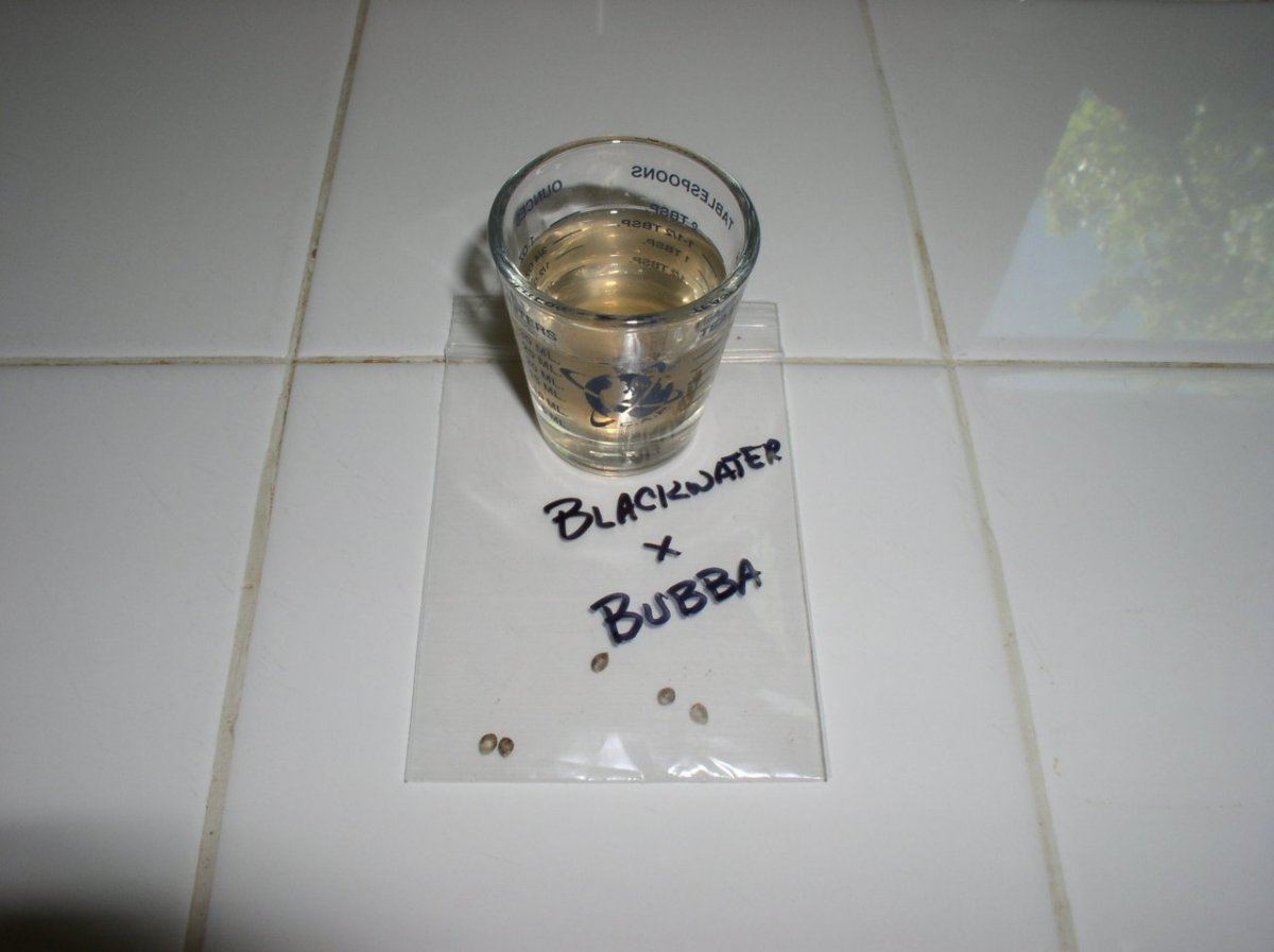 BlackBubbaStart