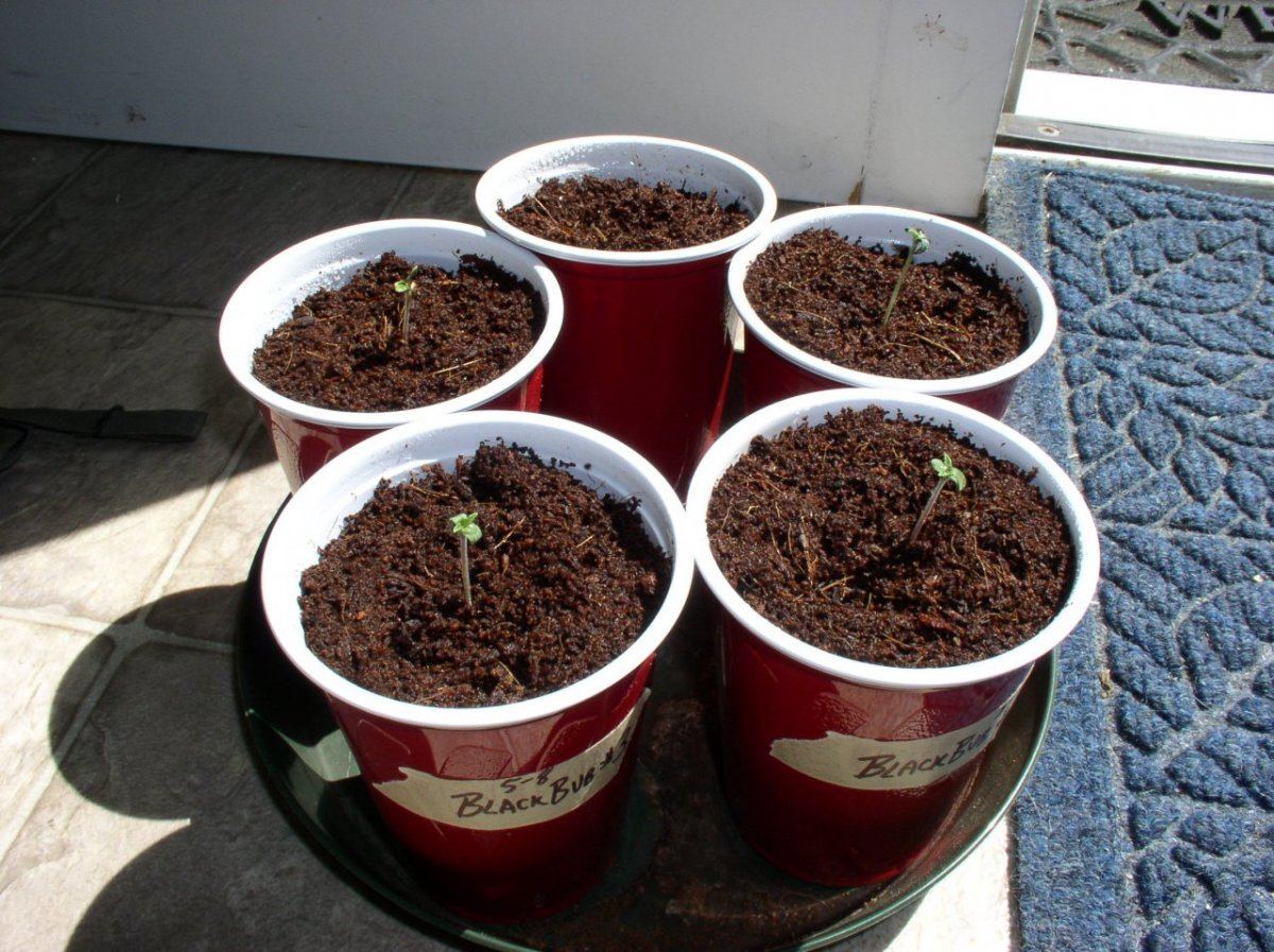 BlackBubSeedlings
