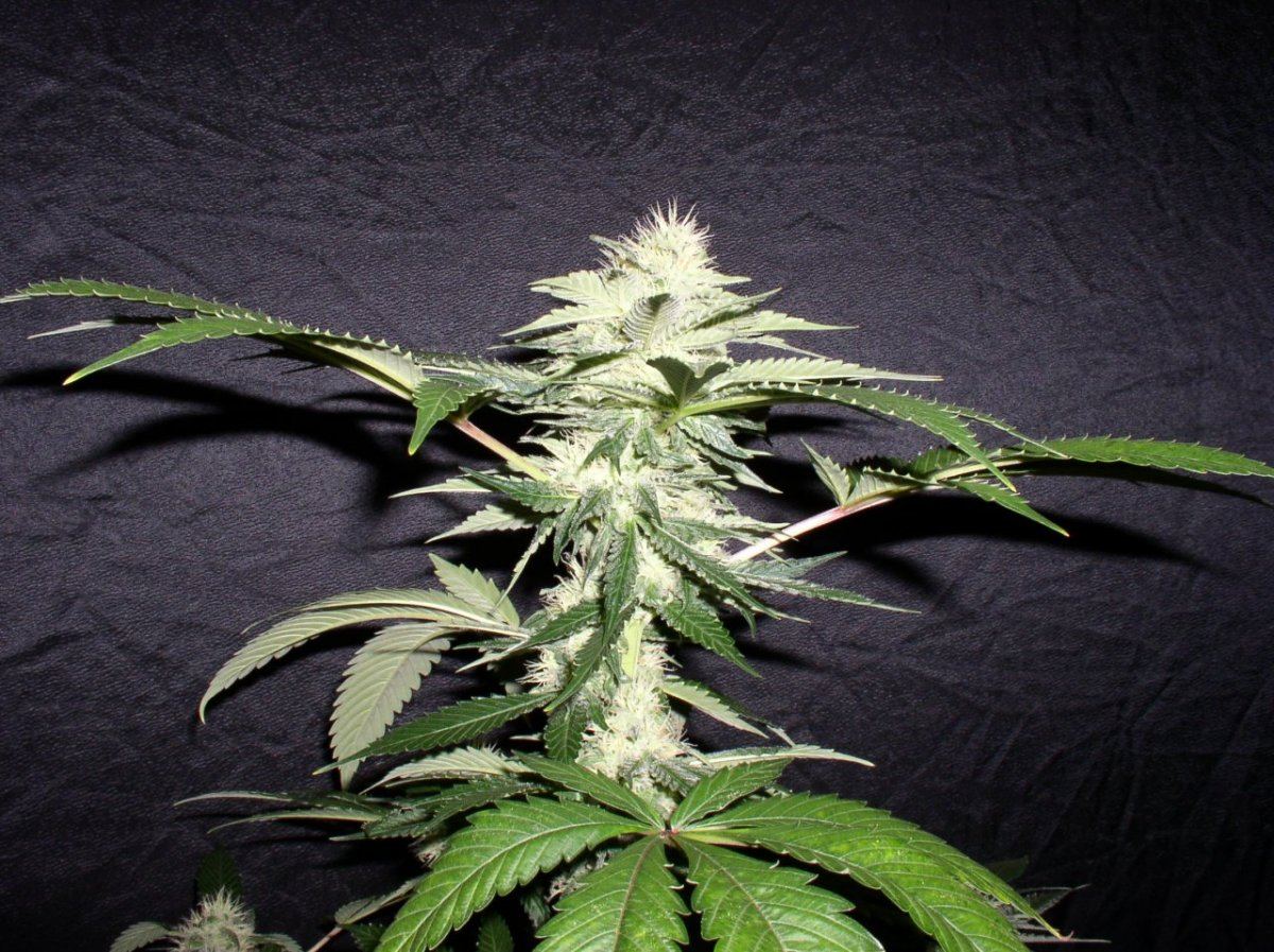 BlackBubWk54