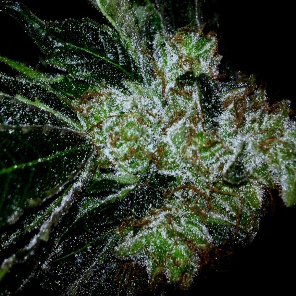 BlackIce test