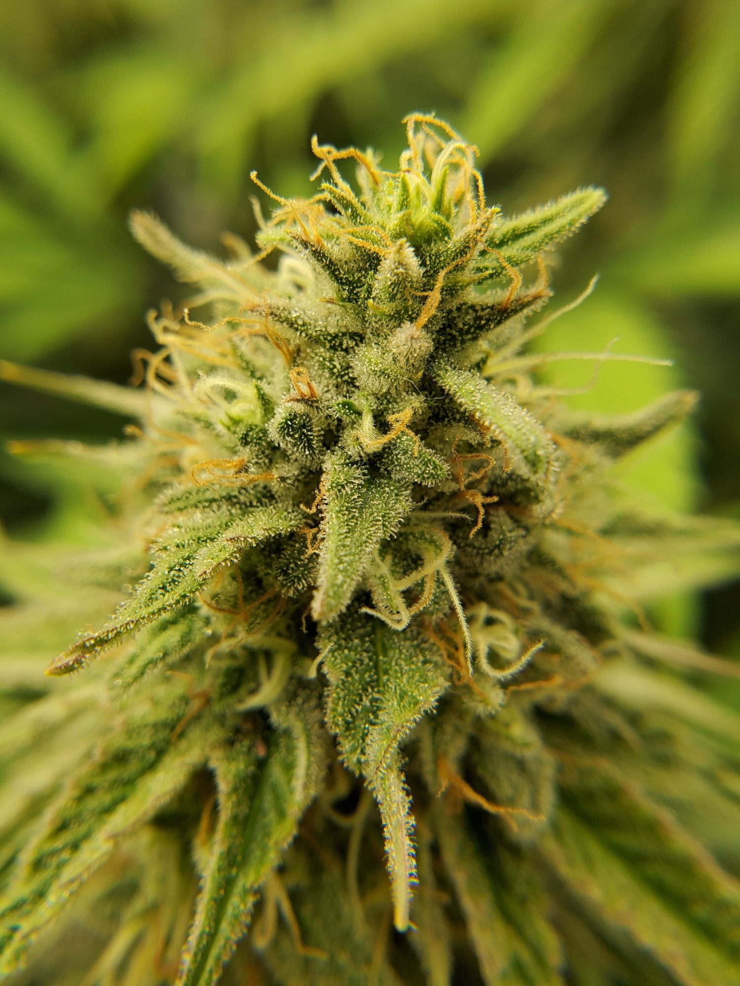 blacklight-x-bubba-jpg.1015791
