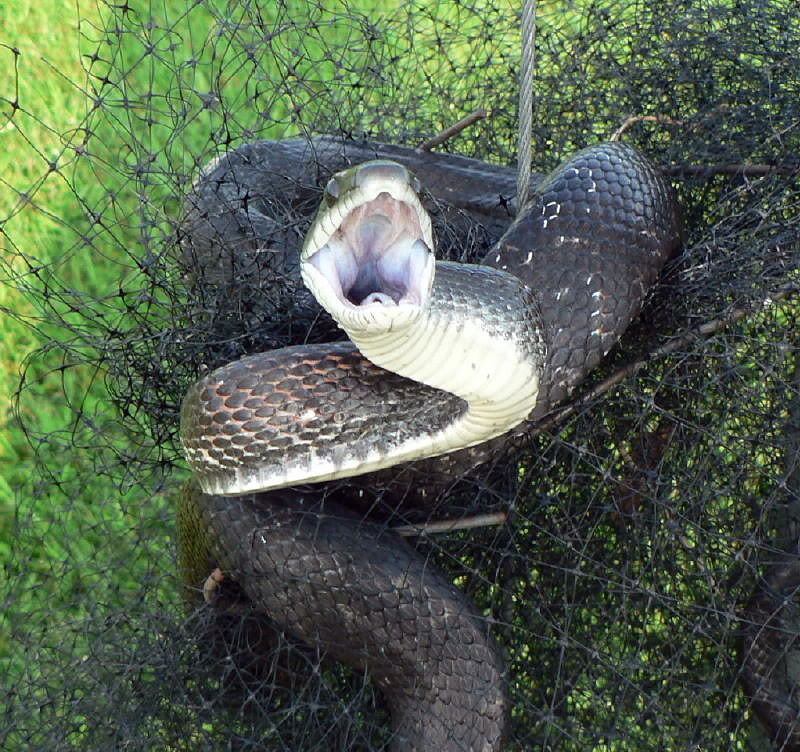 Blackratsnakenettrap